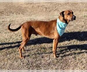 Rhodesian Ridgeback-Unknown Mix Dogs for adoption in Arlington, TX, USA