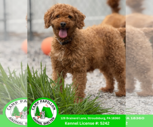 Goldendoodle (Miniature) Dogs for adoption in Stroudsburg, PA, USA