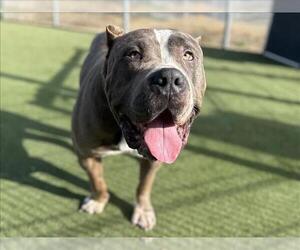 American Pit Bull Terrier Dogs for adoption in Martinez, CA, USA