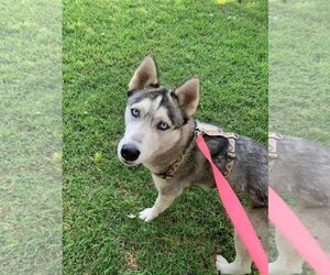 Siberian Husky-Unknown Mix Dogs for adoption in Inglewood, CA, USA