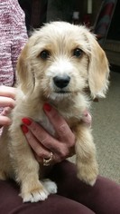Schweenie Dogs for adoption in Weatherford, OK, USA