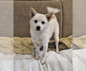 Pembroke Welsh Corgi-Shiba Inu Mix Dogs for adoption in Agoura Hills, CA, USA
