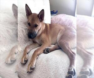 German Shepherd Dog Dogs for adoption in Oklahoma City, OK, USA