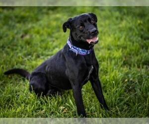 Labrador Retriever-Unknown Mix Dogs for adoption in Santa Cruz, CA, USA
