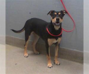 Rottweiler-Unknown Mix Dogs for adoption in Las Vegas, NV, USA