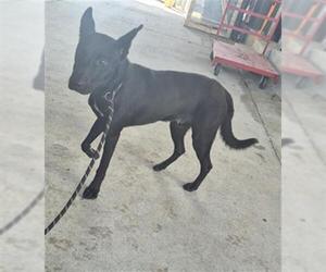 German Shepherd Dog-Unknown Mix Dogs for adoption in Texas City, TX, USA