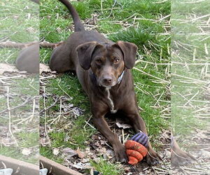 Labrador Retriever-Unknown Mix Dogs for adoption in Tarrytown, GA, USA