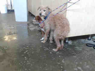 Border Terrier Dogs for adoption in Camarillo, CA, USA