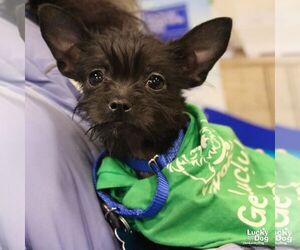 Chihuahua-Unknown Mix Dogs for adoption in Washington, DC, USA