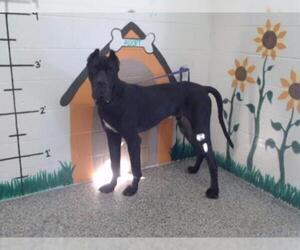 Great Dane Dogs for adoption in San Bernardino, CA, USA