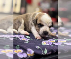 Medium Photo #2 American Pit Bull Terrier-German Shepherd Dog Mix Puppy For Sale in Modesto, CA, USA