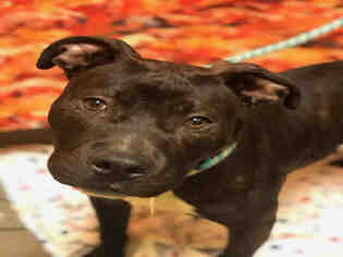 Staffordshire Bull Terrier Dogs for adoption in Forestville, MD, USA