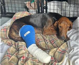 Plott Hound Dogs for adoption in Bakersfield, CA, USA