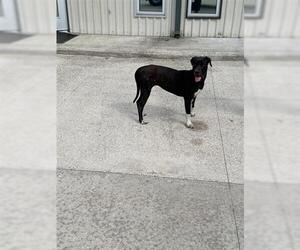American Pit Bull Terrier-Unknown Mix Dogs for adoption in Houston, TX, USA