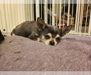 Chihuahua-Unknown Mix Dogs for adoption in Princeton, MN, USA