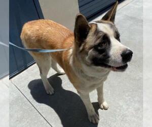 Akita Dogs for adoption in HESPERIA, CA, USA