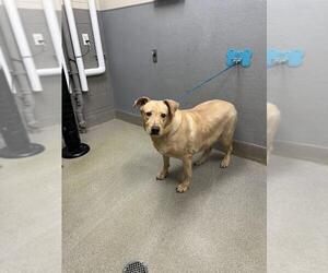 Labrador Retriever-Unknown Mix Dogs for adoption in Las Vegas, NV, USA