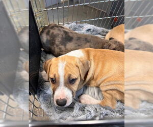 Labrador Retriever-Unknown Mix Dogs for adoption in Tallahassee, FL, USA