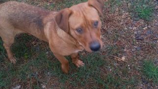 Mutt Dogs for adoption in Demorest, GA, USA
