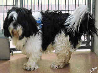 Shih Tzu Dogs for adoption in Ogden, UT, USA