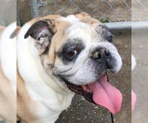 Bulldog Dogs for adoption in Canton, CT, USA