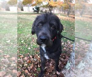 Labrador Retriever Dogs for adoption in Bristol, TN, USA