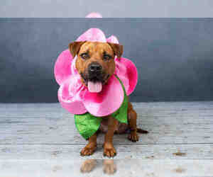 Medium Photo #1 American Staffordshire Terrier-Unknown Mix Puppy For Sale in West Palm Beach, FL, USA