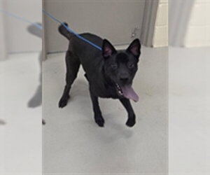 Lab Pei Dogs for adoption in Sanford, FL, USA