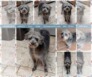 Poodle (Miniature)-Unknown Mix Dogs for adoption in Mesa, AZ, USA