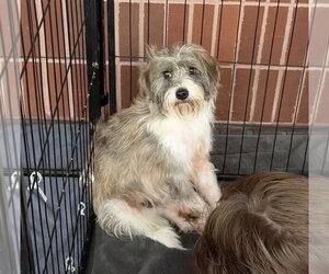 Poodle (Miniature)-Unknown Mix Dogs for adoption in Bolivar, MO, USA