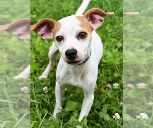 Jack Russell Terrier Dogs for adoption in Nashville, IN, USA