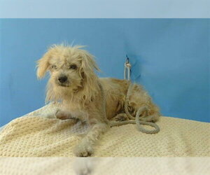Maltese Dogs for adoption in Downey, CA, USA