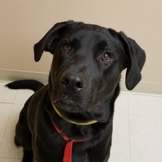 Labrador Retriever Dogs for adoption in Thomasville, NC, USA