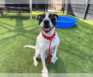 American Pit Bull Terrier-Unknown Mix Dogs for adoption in Orange, CA, USA