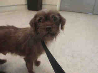 Brussels Griffon Dogs for adoption in Riverside, CA, USA