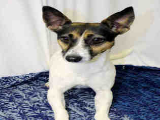 Rat Terrier Dogs for adoption in Globe, AZ, USA