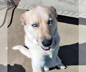 Sheprador Dogs for adoption in Denton, TX, USA