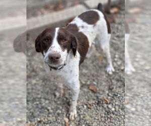 Brittany Dogs for adoption in Woodsfield, OH, USA
