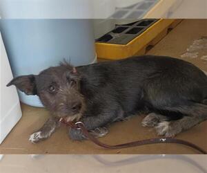 Mutt Dogs for adoption in Chula Vista, CA, USA