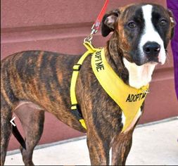 View Ad American Staffordshire Terrier Boxer Mix Dog For Adoption
