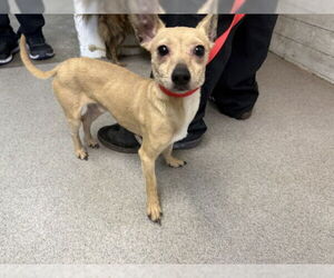 Chihuahua Dogs for adoption in San Bernardino, CA, USA