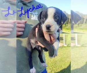 American Pit Bull Terrier-Labrador Retriever Mix Dogs for adoption in Hinton, WV, USA