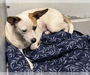 Mutt Dogs for adoption in Tavares, FL, USA