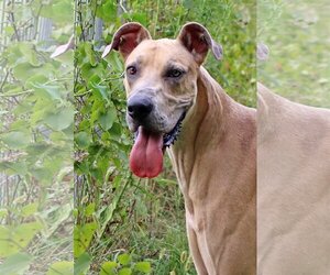 Great Dane Dogs for adoption in Green Forest, AR, USA