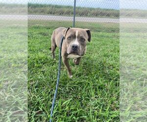 Mutt Dogs for adoption in Abbeville, LA, USA