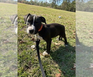 Labrador Retriever-Unknown Mix Dogs for adoption in Tarrytown, GA, USA