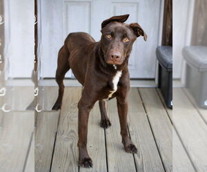Doberman Pinscher-Labrador Retriever Mix Dogs for adoption in Brewster, NY, USA