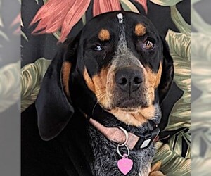 Bluetick Coonhound Dogs for adoption in Mount Airy, NC, USA