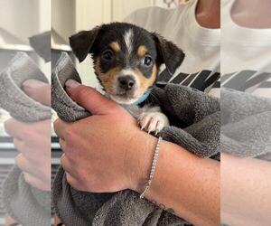 Chi-Corgi Dogs for adoption in MIDWAY, UT, USA
