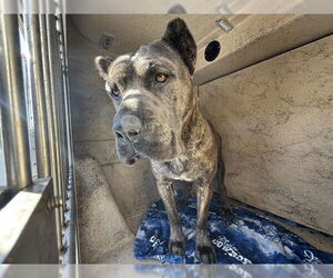 Mutt Dogs for adoption in Oklahoma City, OK, USA